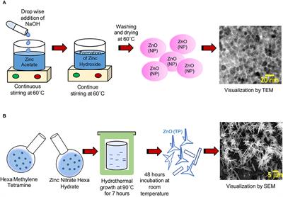 Antiviral Activity of Zinc Oxide Nanoparticles and Tetrapods Against the Hepatitis E and Hepatitis C Viruses